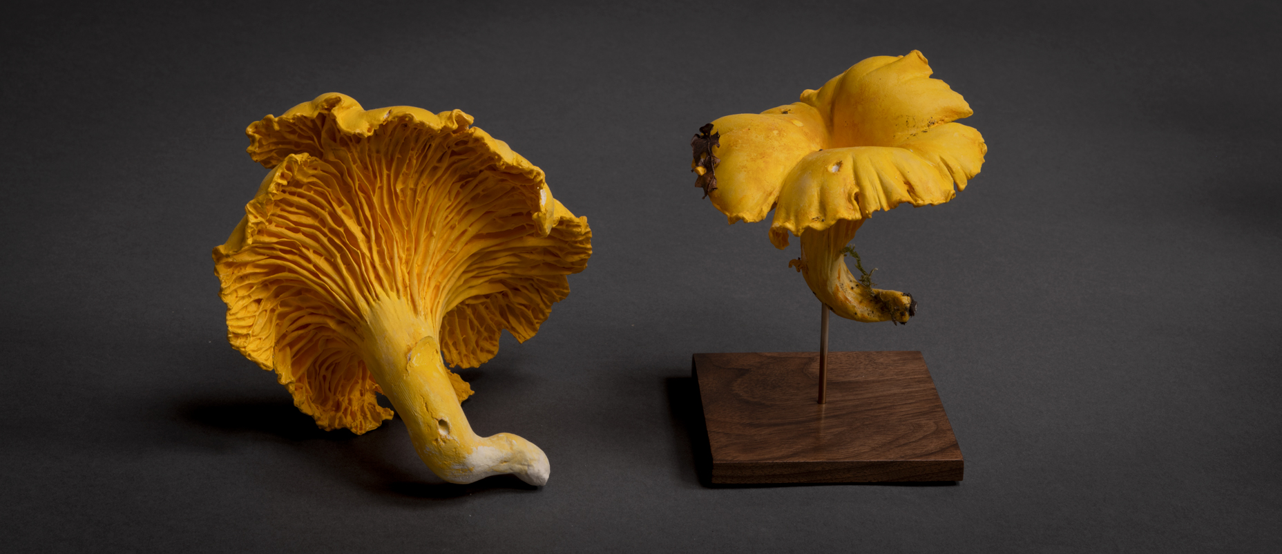 Véronique Clamot - Sculpture Champignon - Beeldhouwwerk Paddenstoel - Sculpture Mushroom